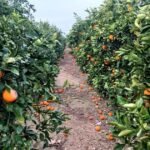 رياح عاتية تدمر محاصيل أليكانتي