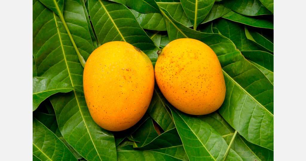 حصاد مانجو Honey Gold الأسترالي ينتقل إلى كاثرين