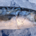 إسبانيا تزيد حصص سمك الإسقمري