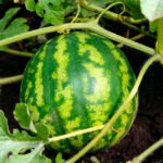 زراعة البطيخ في ساو باولو تتقدم رغم تغيرات الطقس