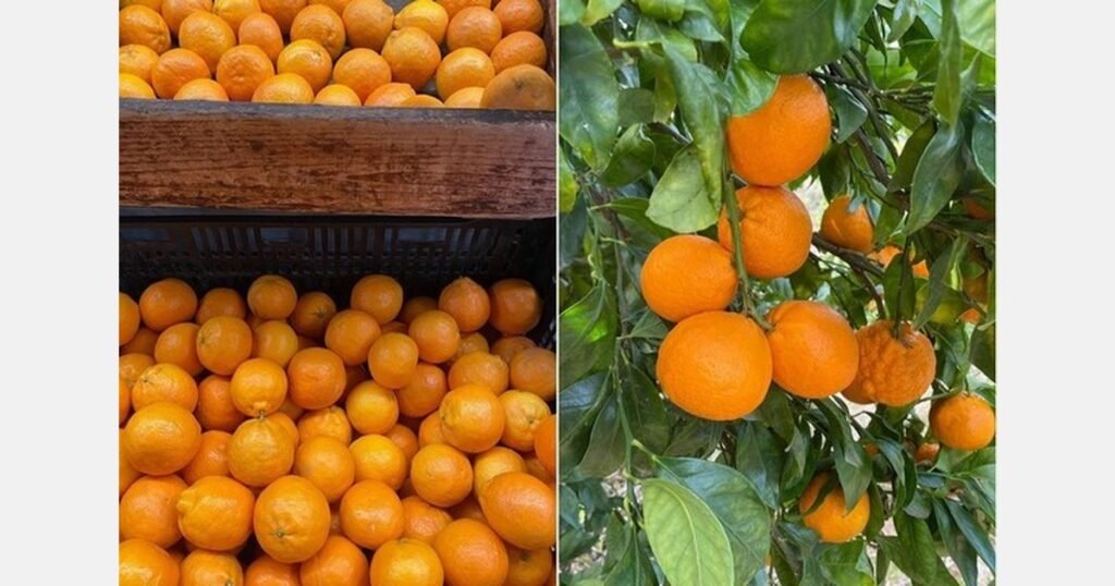 تأخر موسم بيكسي في أوجاي بسبب ظروف الطقس