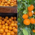 تأخر موسم بيكسي في أوجاي بسبب ظروف الطقس