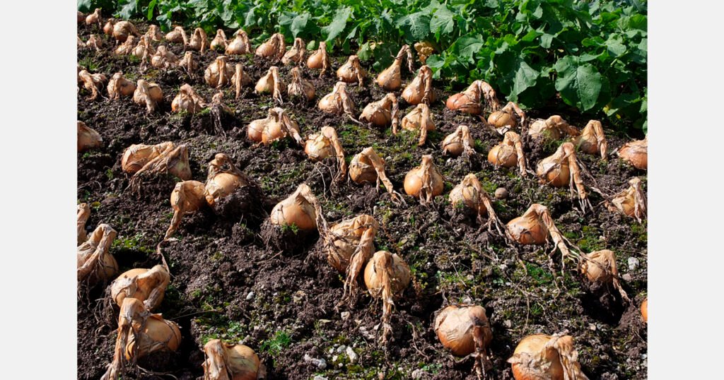 محصول البصل في فيداليا بولاية جورجيا يواجه الصقيع والجفاف