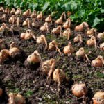 محصول البصل في فيداليا بولاية جورجيا يواجه الصقيع والجفاف