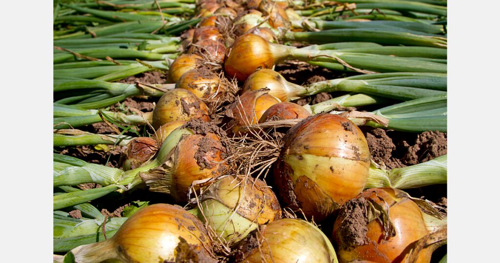 الجمارك النيجيرية تتعهد بتسهيل صادرات البصل