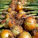 الجمارك النيجيرية تتعهد بتسهيل صادرات البصل