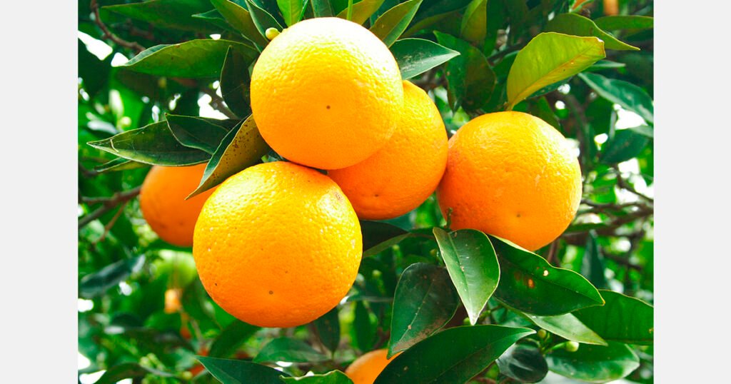 صادرات البرتقال في نيبال: باربات تحقق 2.4 مليون دولار أمريكي