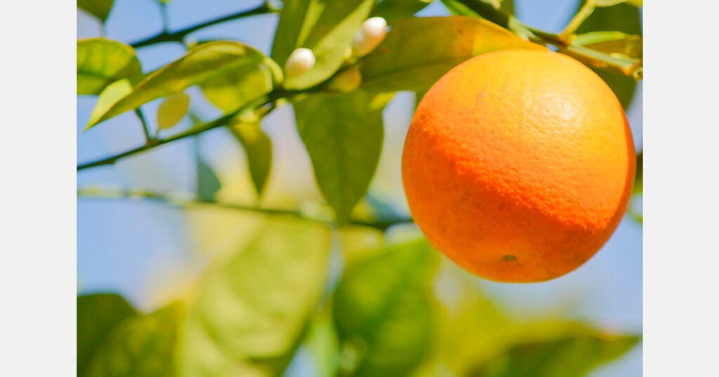 الصقيع في فلوريدا: خطر متزايد لمرض التبقع الأسود في الحمضيات