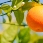 الصقيع في فلوريدا: خطر متزايد لمرض التبقع الأسود في الحمضيات