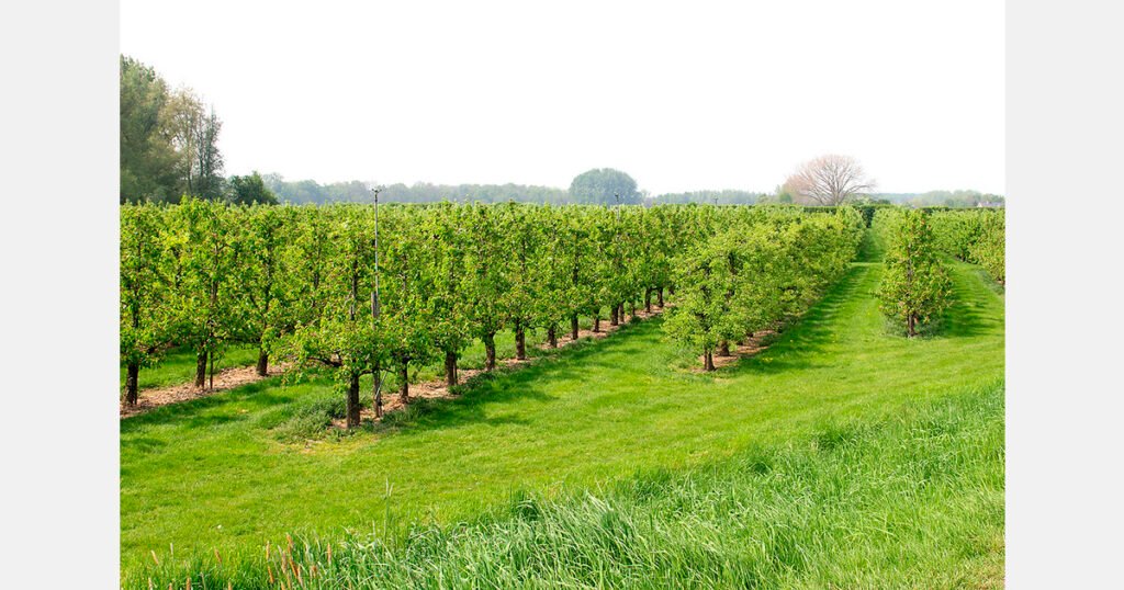 الأراضي الزراعية هي الأغلى في مالطا وهولندا والبرتغال