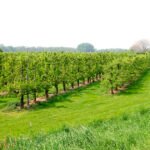 الأراضي الزراعية هي الأغلى في مالطا وهولندا والبرتغال