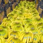 صادرات الموز الإكوادوري تزدهر بفضل الطلب الروسي والصيني