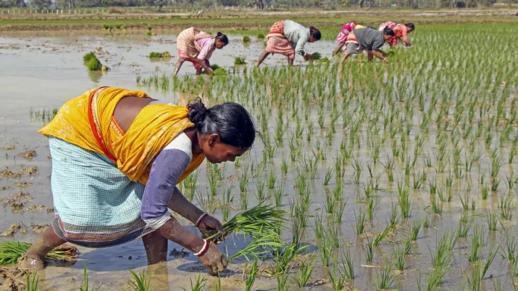 ثورة المطبخ: كيف تعيد الحبوب والبقوليات العضوية تشكيل الزراعة الهندية