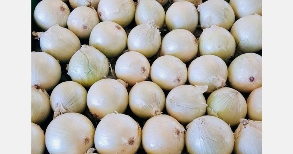 انكماش أعلى من المعتاد في البصل في شمال غرب المحيط الهادئ