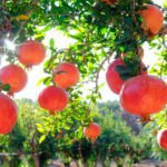 الرمان التركي يتألق: صادرات تتجاوز 162 مليون دولار في عام 2025