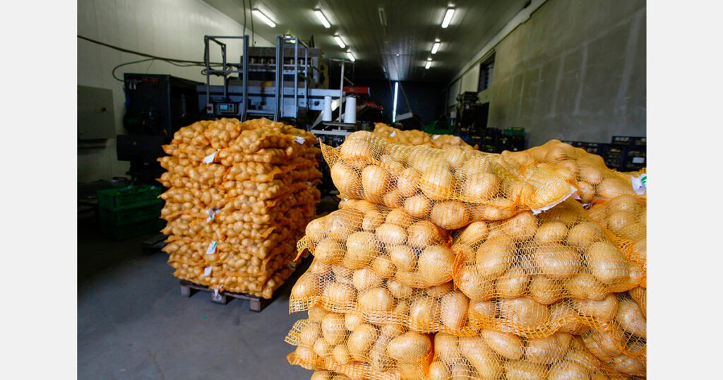 استمرار ضغط العرض على البصل منخفض الجودة