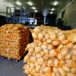 استمرار ضغط العرض على البصل منخفض الجودة