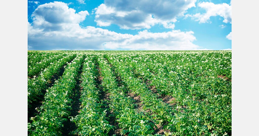 توقعات بتخفيض مساحات زراعة البطاطس في الاتحاد الأوروبي لعام 2026/27