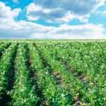 توقعات بتخفيض مساحات زراعة البطاطس في الاتحاد الأوروبي لعام 2026/27