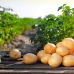 تخمة البطاطس في الاتحاد الأوروبي: NEPG تحذر من تخفيض المساحات المزروعة