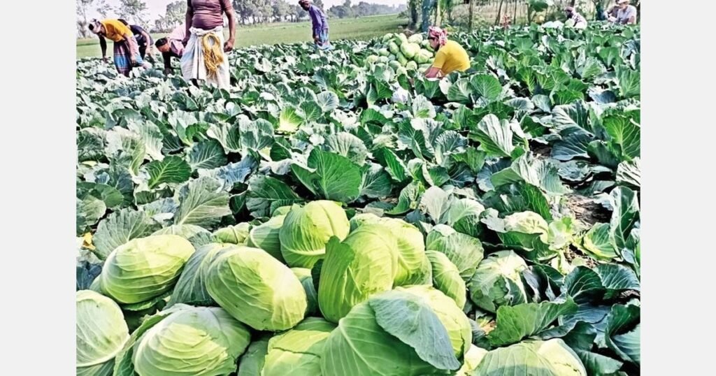 الأصناف الهجينة ترفع صادرات بنغلاديش من الكرنب إلى آسيا