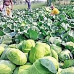 الأصناف الهجينة ترفع صادرات بنغلاديش من الكرنب إلى آسيا