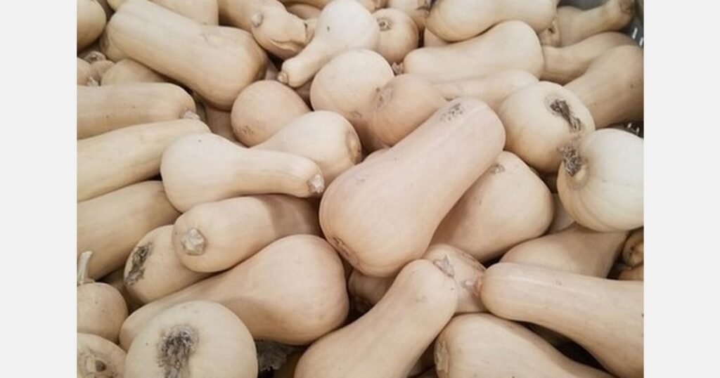 تراجع أسعار القرعيات الصلبة بسبب زيادة المعروض