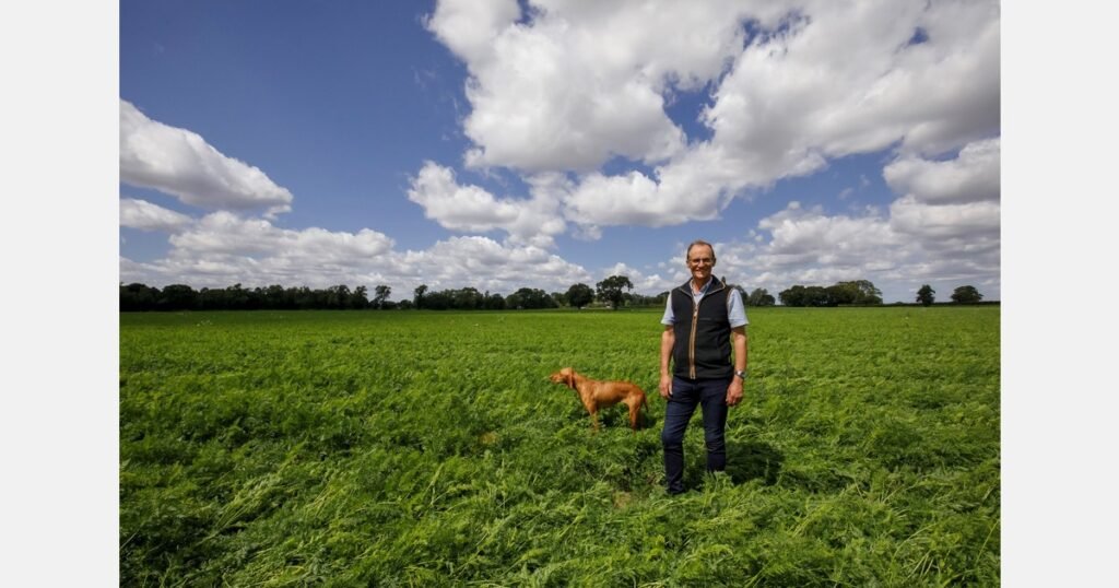 خسارة 5% فقط من المحصول: مزارع جزر يطمئن