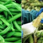 الطقس البارد في فلوريدا يرفع أسعار الذرة والفاصوليا الخضراء