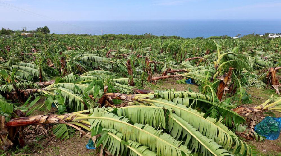 تحليل سوق السكر الأوروبي (الأسبوع 13)