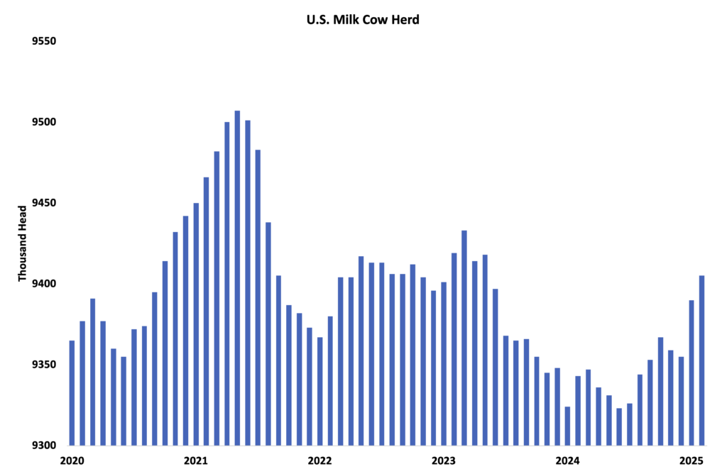 قوة الأبقار تملأ الخزانات