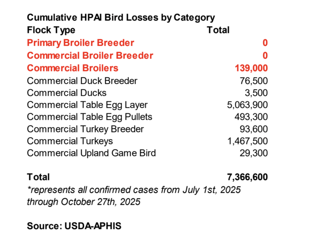 ملخص وتوقعات سوق الدجاج اللاحم 29 أكتوبر 2025