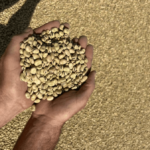 البقوليات في دائرة الضوء: مبيعات المزارعين تقاوم قوة الدولار الأسترالي