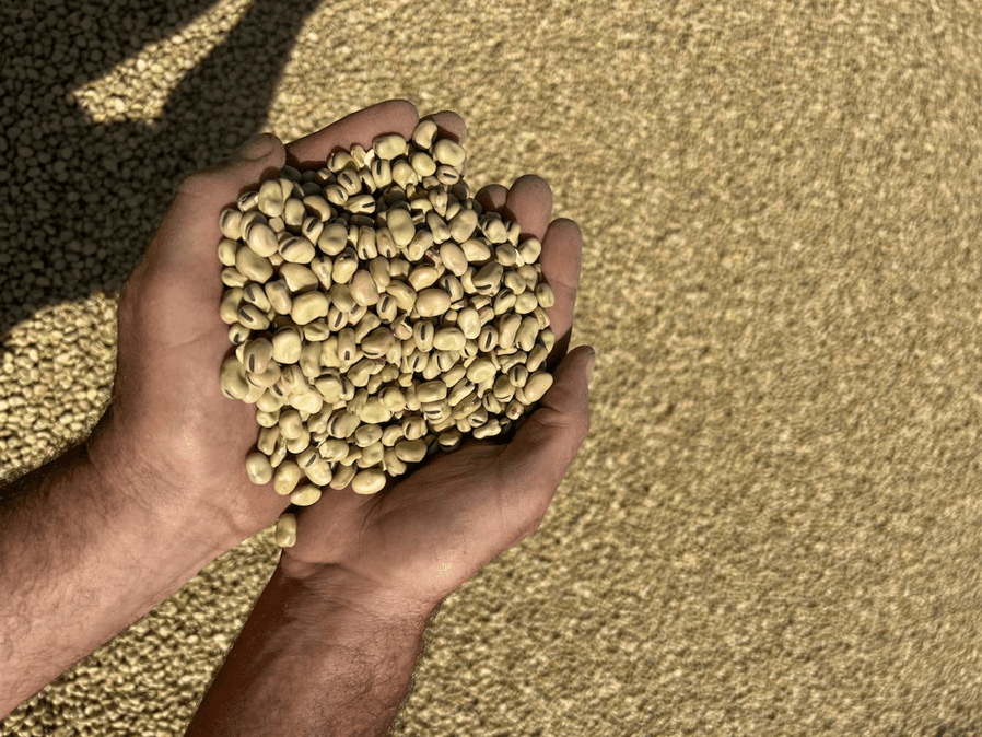 البقوليات في دائرة الضوء: مبيعات المزارعين تقاوم قوة الدولار الأسترالي