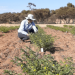 صادرات الحمص والعدس الأسترالي تتزايد في ديسمبر