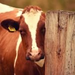 أسعار الماشية تنخفض قبل تقرير علف الماشية