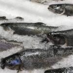 تراجع صادرات سمك السلمون المرقط النرويجي في بداية العام