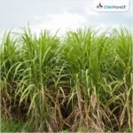 ابتكار ثوري: جامعة تاميل نادو الزراعية تحصل على براءة اختراع لقاطع قصب السكر