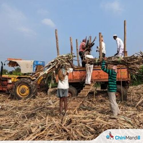 تحت المجهر: 45 مصنع سكر بسبب ديون المزارعين