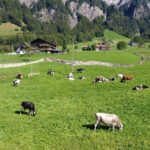 أزمة في قطاع الألبان السويسري: فائض في الحليب وتراجع الصادرات