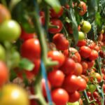 غانا تستهدف خفض واردات الطماطم بنسبة 20 إلى 30٪