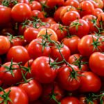 المكسيك ترفع صادرات الطماطم إلى كندا إلى 8.1 مليون دولار أمريكي