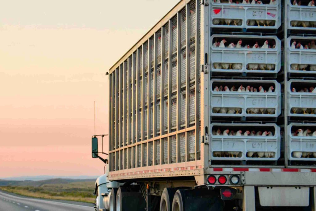 فرنسا تطالب بإلغاء قواعد الاتحاد الأوروبي لنقل الدواجن الحية