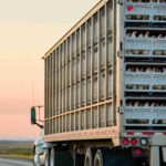 فرنسا تطالب بإلغاء قواعد الاتحاد الأوروبي لنقل الدواجن الحية