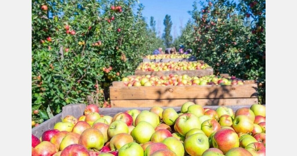 انخفاض أرقام تخزين التفاح بنسبة اثنين بالمئة عن فبراير 2025