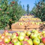 انخفاض أرقام تخزين التفاح بنسبة اثنين بالمئة عن فبراير 2025