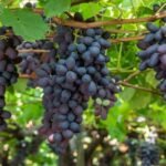 جنوب أفريقيا تحصل على حق الوصول إلى السوق لتصدير عنب المائدة الطازج إلى كوريا