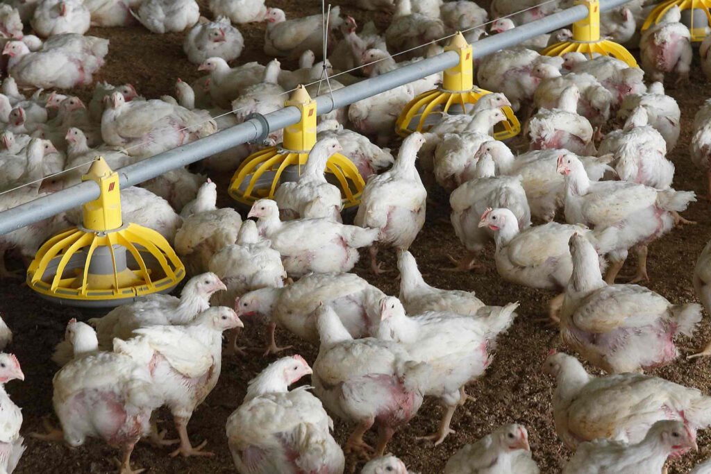 ارتفاع أسعار الأعلاف يتحدى قطاع الدواجن في فيتنام