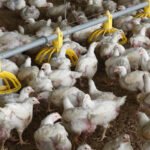 ارتفاع أسعار الأعلاف يتحدى قطاع الدواجن في فيتنام