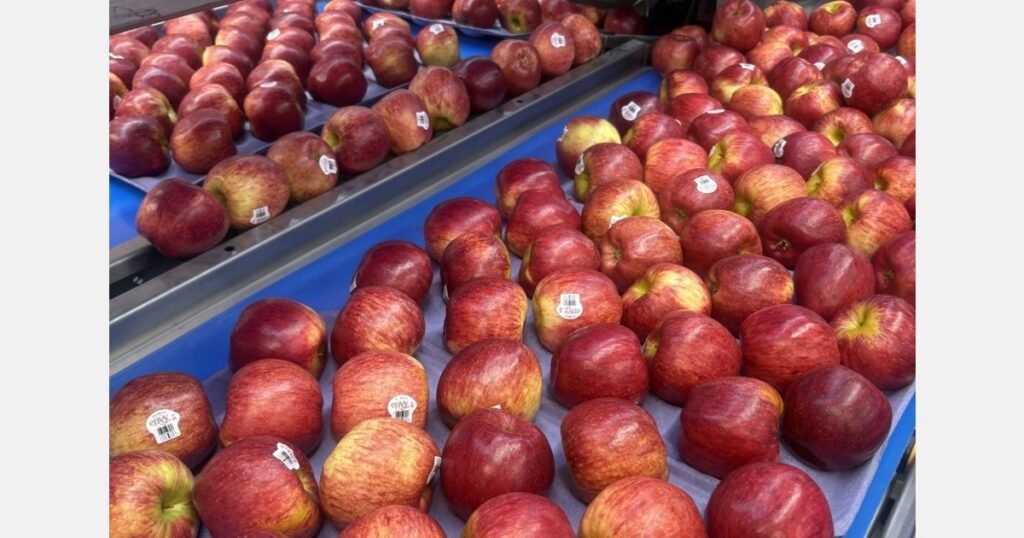 أيام دافئة وليالٍ باردة ضرورية لإنهاء المحصول